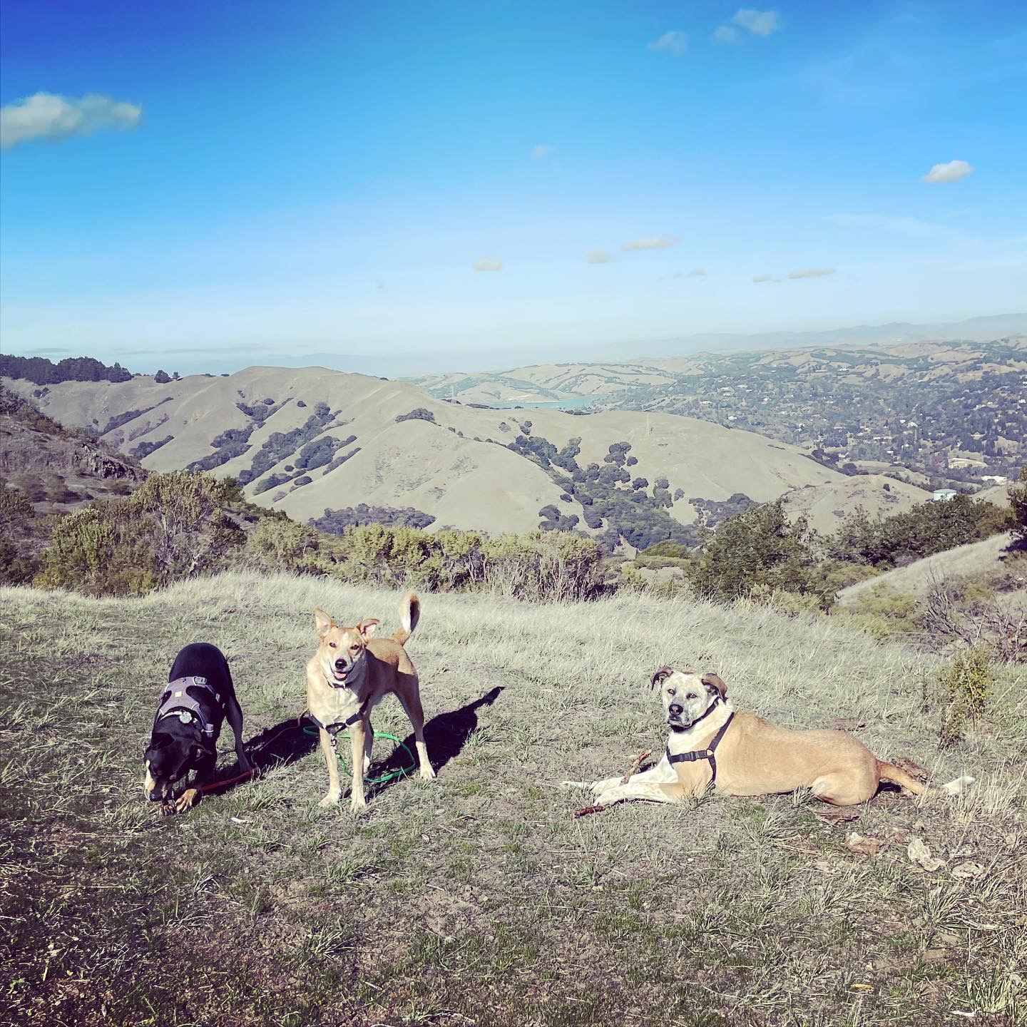 three dogs relaxing on a green grassy hill with a view of the hills